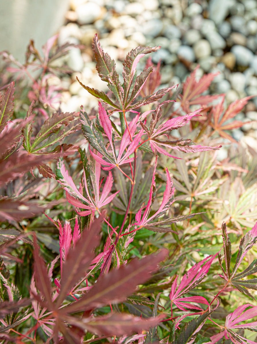 Japanse Esdoorn (Acer palmatum 'Extravaganza')