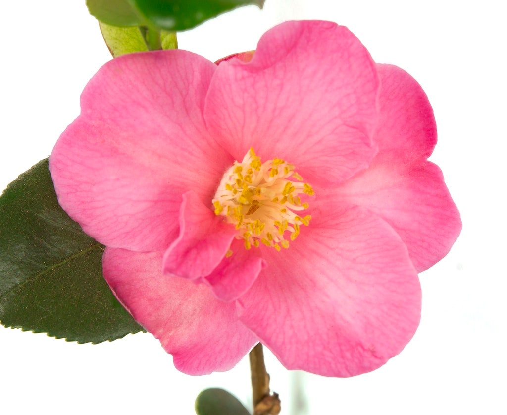 Camelia (Camellia japonica 'Winter Perfume Pink')