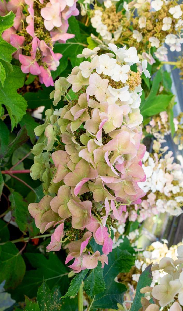 Eikenbladhortensia (Hydrangea quercifolia 'Ruby Slippers')