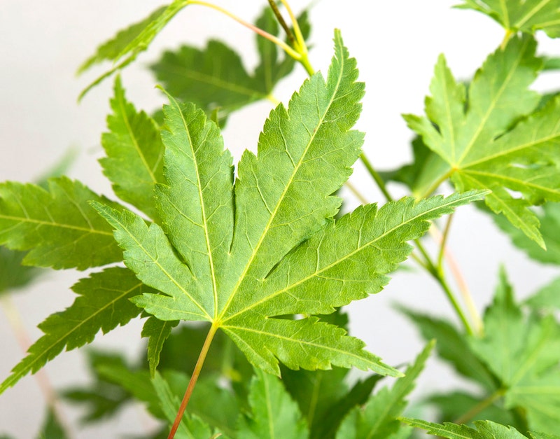 Japanse Esdoorn (Acer palmatum 'Going Green')