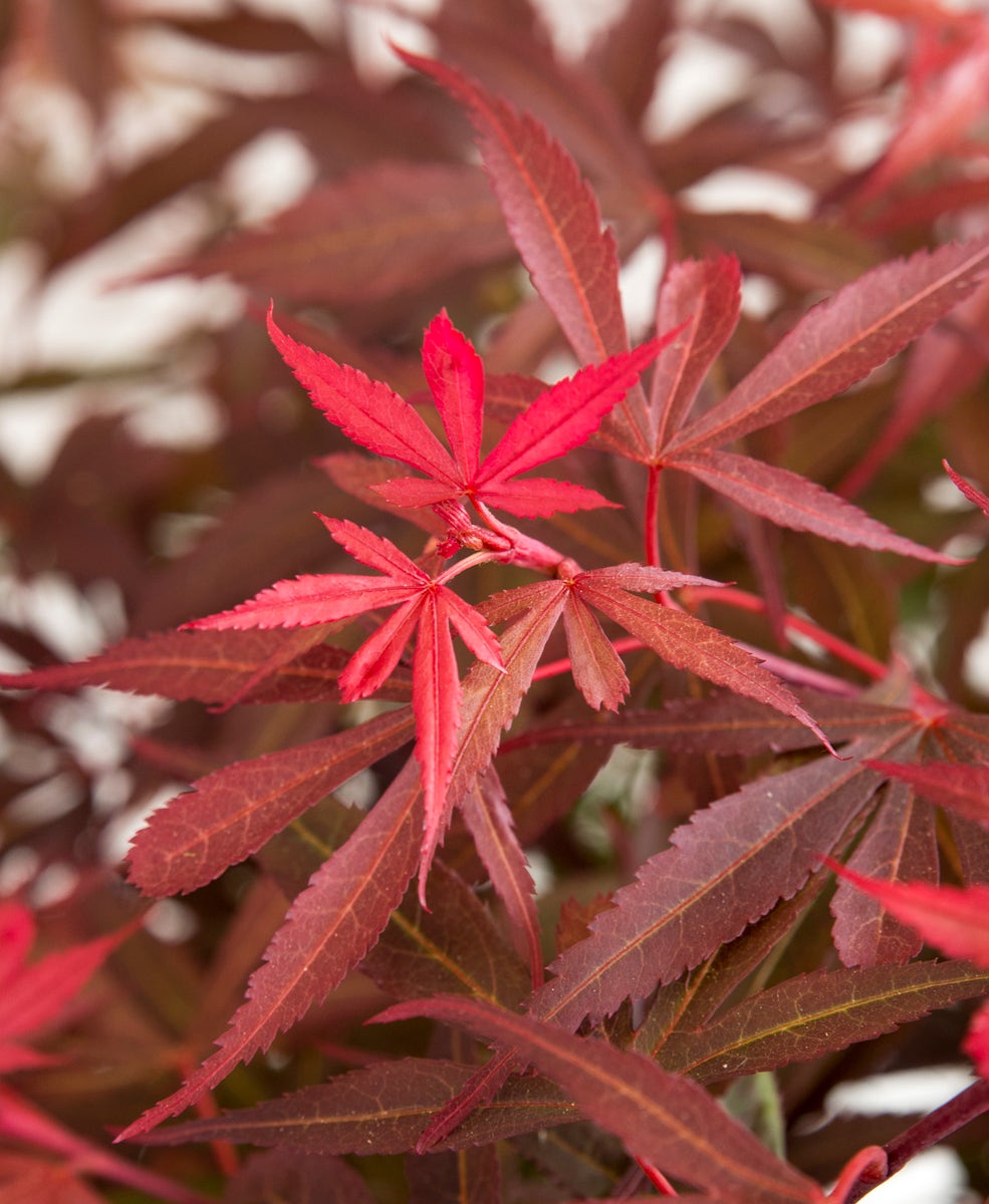 Japanse Esdoorn (Acer palmatum 'Shaina')