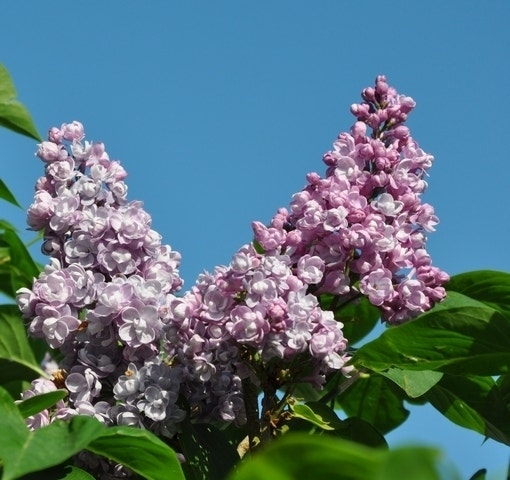 Sering (Syringa vulgaris 'Duc de Massa')