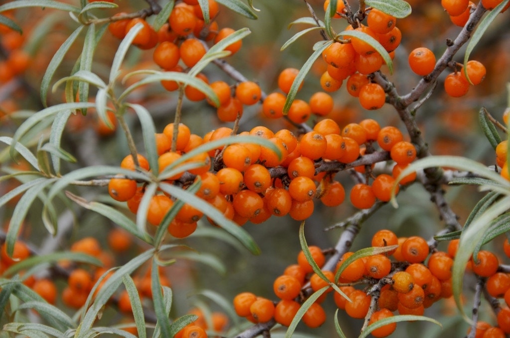 Duindoorn (Hippophae rhamnoides ‘Leikora’)