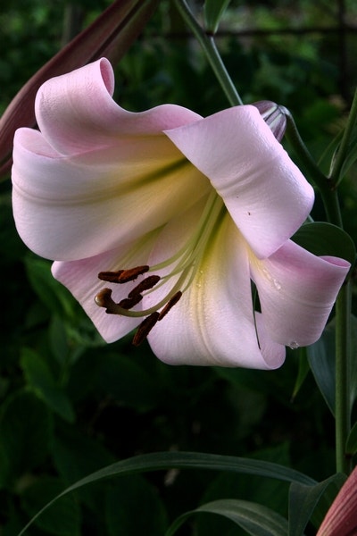 Lelie (Lilium 'Eastern Moon')