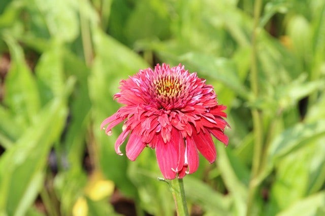 Zonnehoed (Echinacea purpurea 'Eccentric')