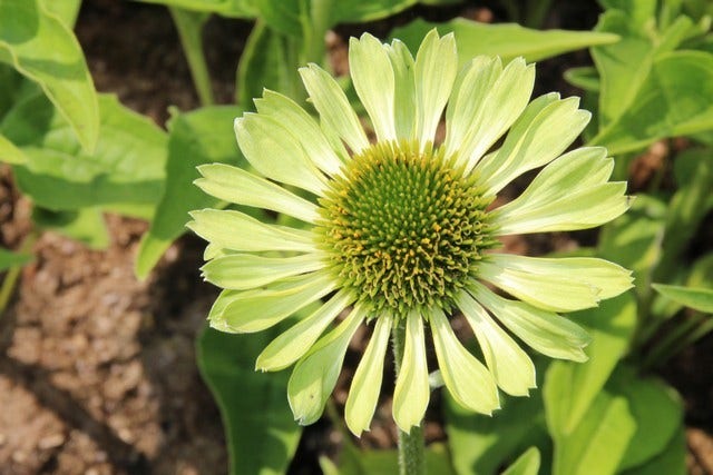 Zonnehoed (Echinacea purpurea 'Green Jewel')