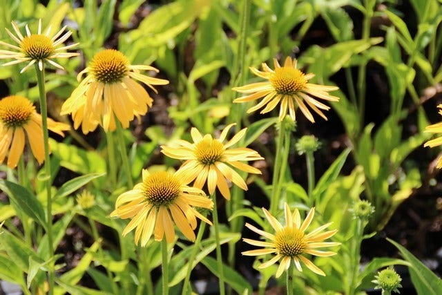 Zonnehoed (Echinacea purpurea 'Harvest Moon')