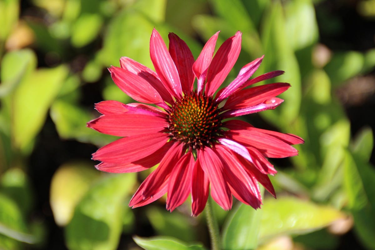 Zonnehoed (Echinacea purpurea 'Hot Summer')