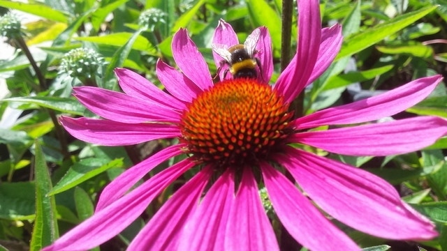 Zonnehoed (Echinacea purpurea 'J.S. Roho')