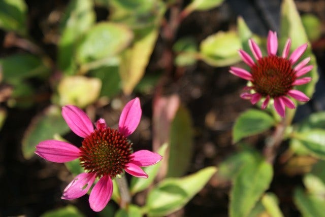 Zonnehoed (Echinacea purpurea 'Little Magnus')