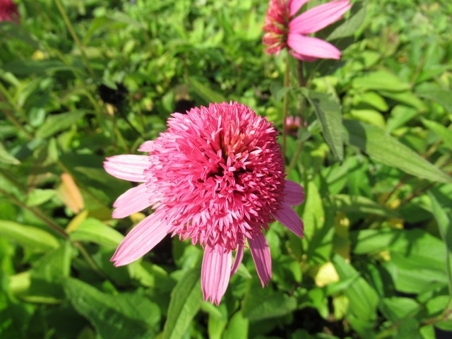 Zonnehoed (Echinacea purpurea 'Pink Double Delight')