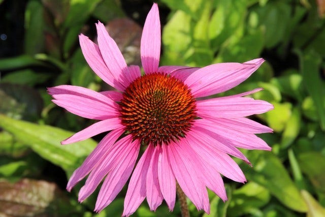 Zonnehoed (Echinacea purpurea 'Ruby Giant')