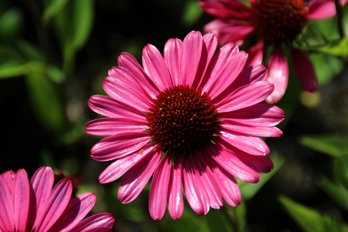 Zonnehoed (Echinacea purpurea 'Summer Cloud')