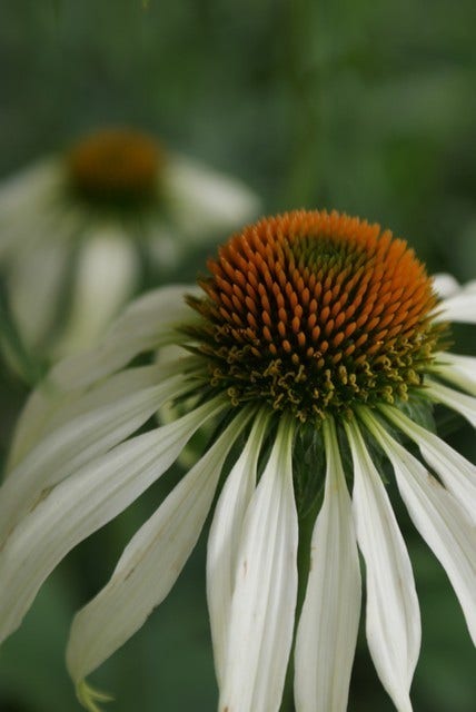 Zonnehoed (Echinacea purpurea 'White Swan')