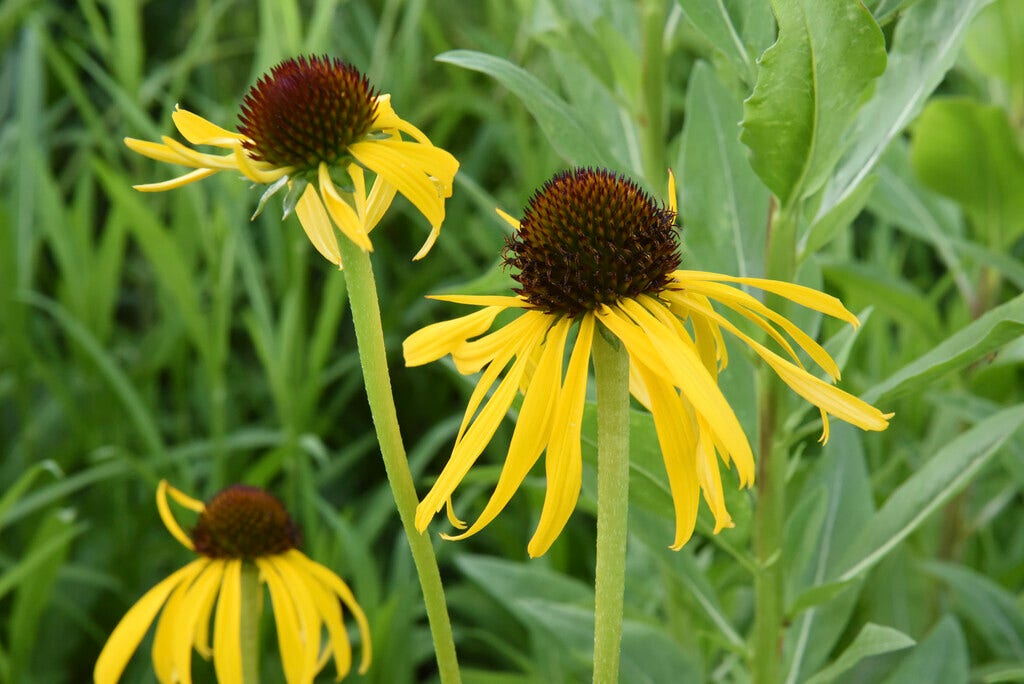 Zonnehoed (Echinacea paradoxa)