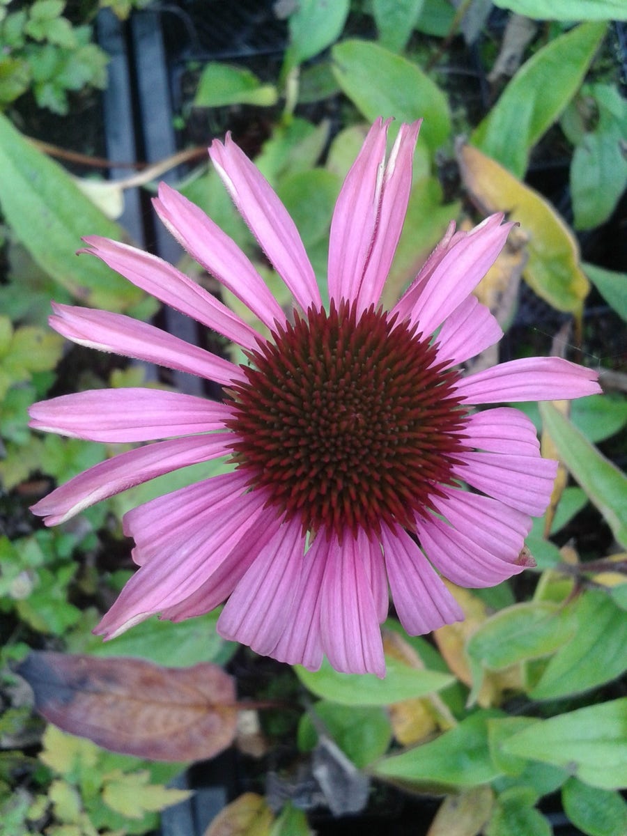 Zonnehoed (Echinacea purpurea 'Pow Wow Wild Berry')