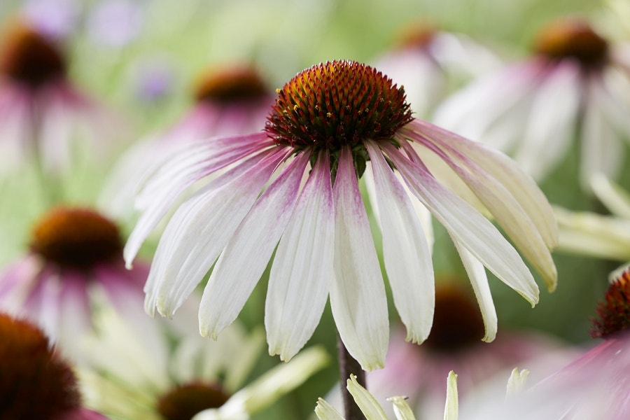 Zonnehoed (Echinacea purpurea 'Pretty Parasols')