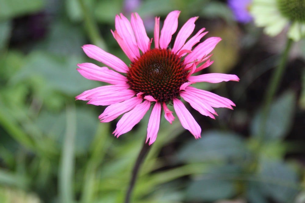 Zonnehoed (Echinacea 'Ruby Glow')