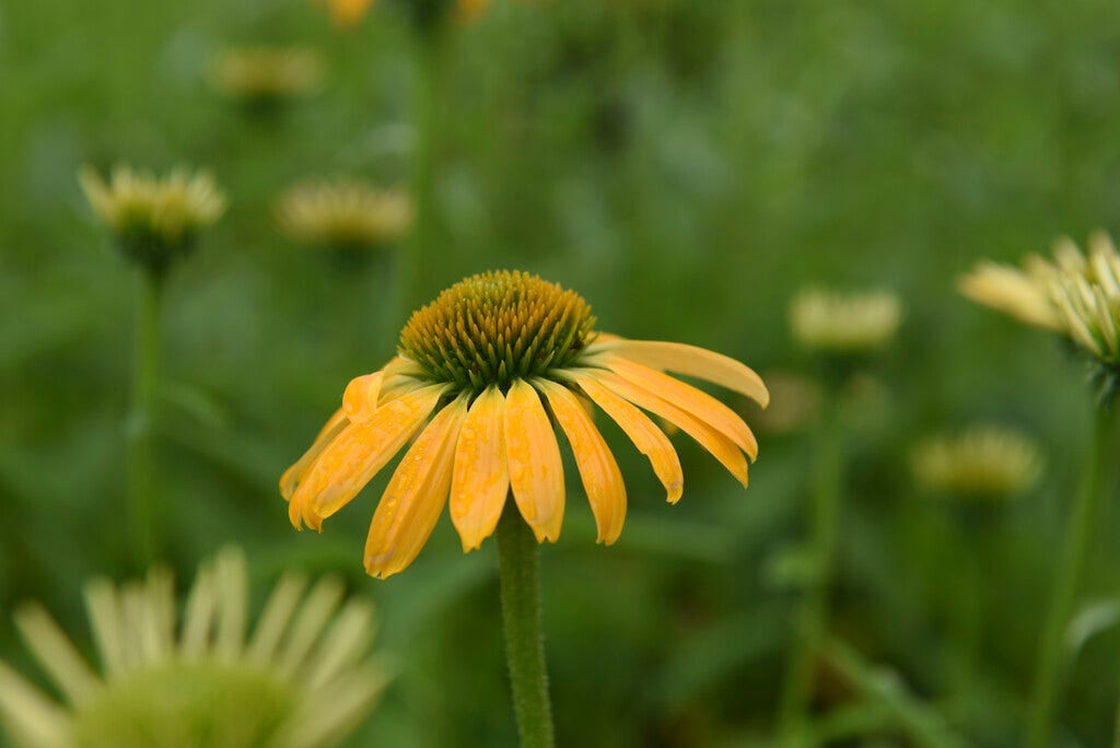 Zonnehoed (Echinacea purpurea 'Golden Skipper')