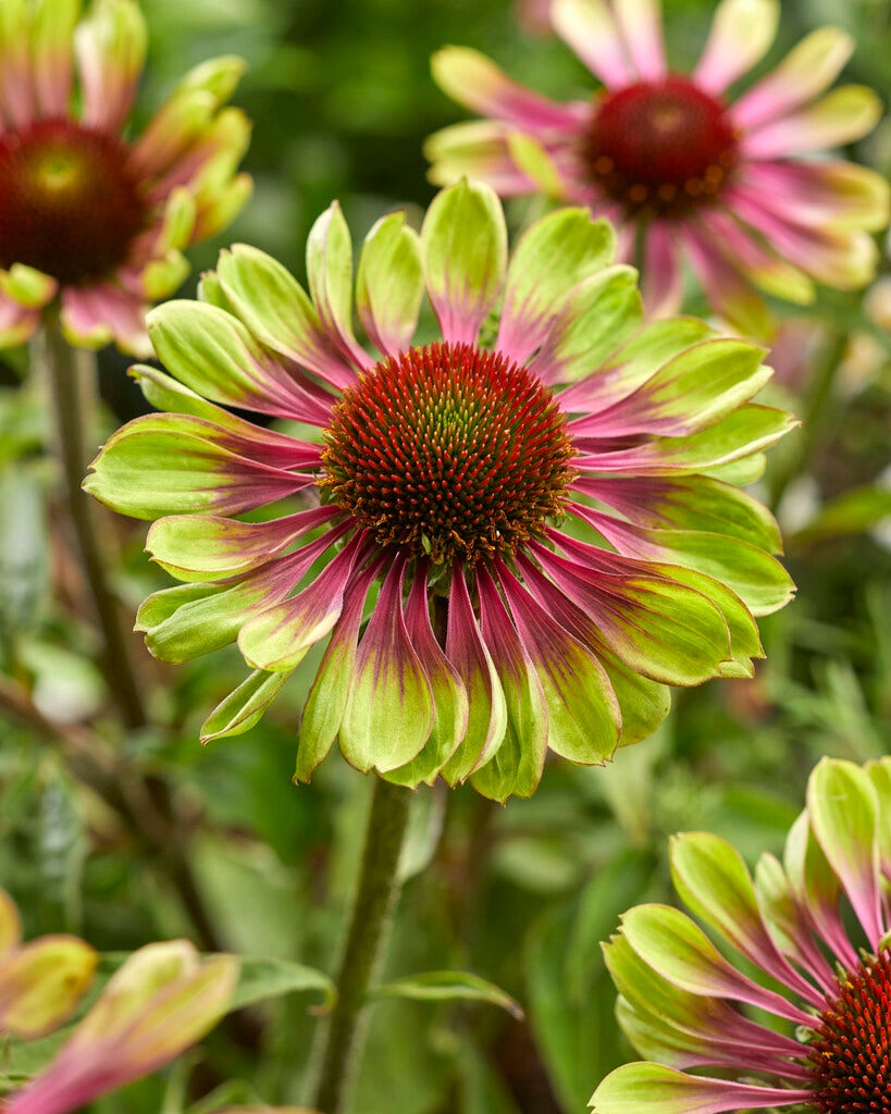 Zonnehoed (Echinacea purpurea 'Green Twister')