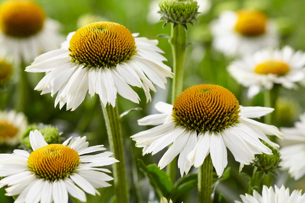 Zonnehoed (Echinacea purpurea 'White Meditation')