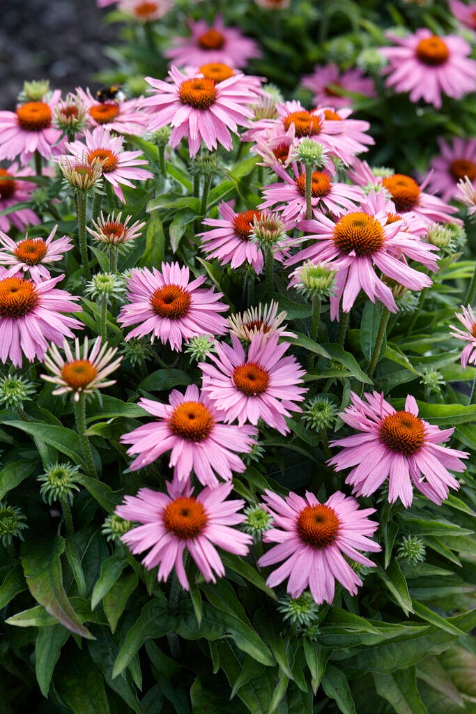 Zonnehoed (Echinacea purpurea 'Mistral')