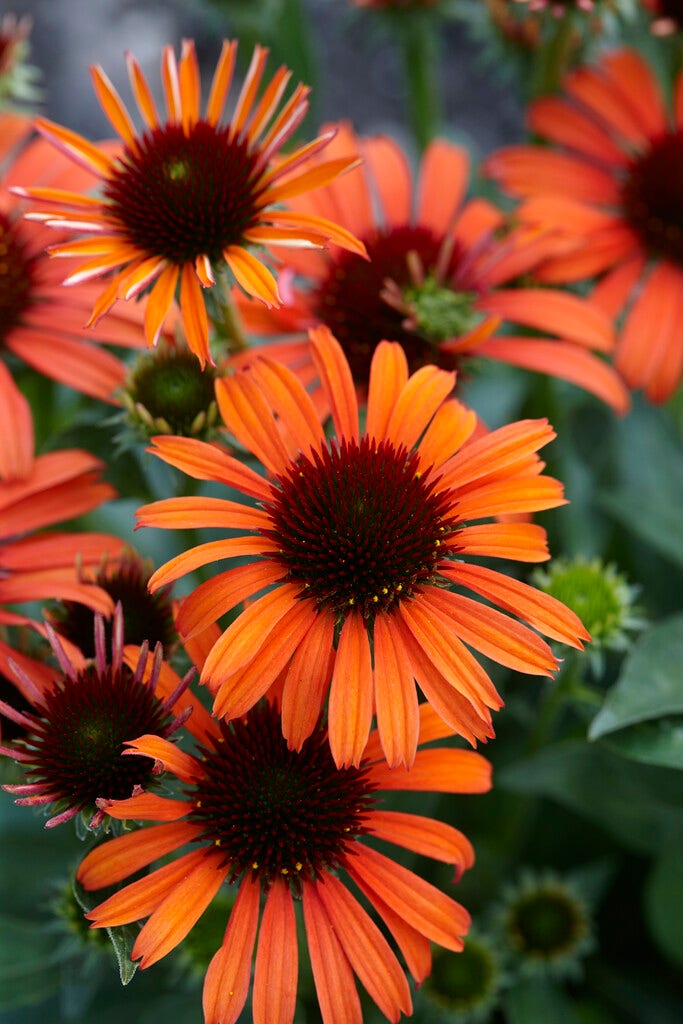 Zonnehoed (Echinacea purpurea 'Orange Skipper')