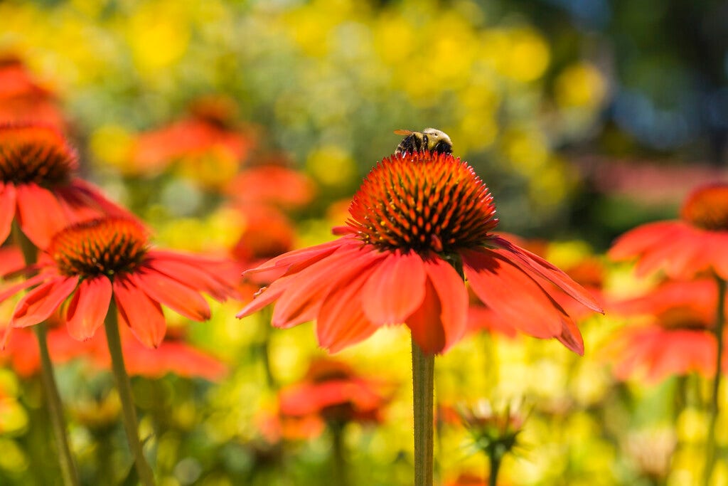 Zonnehoed (Echinacea purpurea 'Sombrero Adobe Orange')