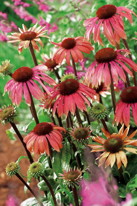 Zonnehoed (Echinacea 'Summer Sky')