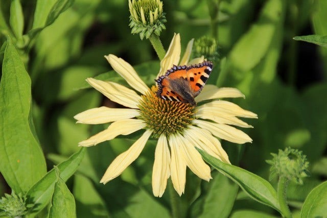 Zonnehoed (Echinacea purpurea 'Sunrise')