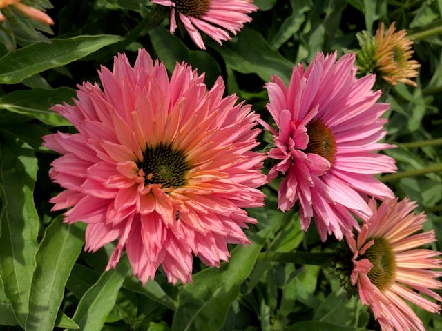 Zonnehoed (Echinacea purpurea 'SunSeekers Salmon')