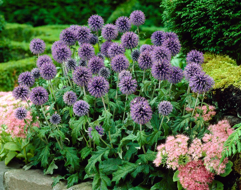 Kogeldistel (Echinops bannaticus 'Blue Globe')