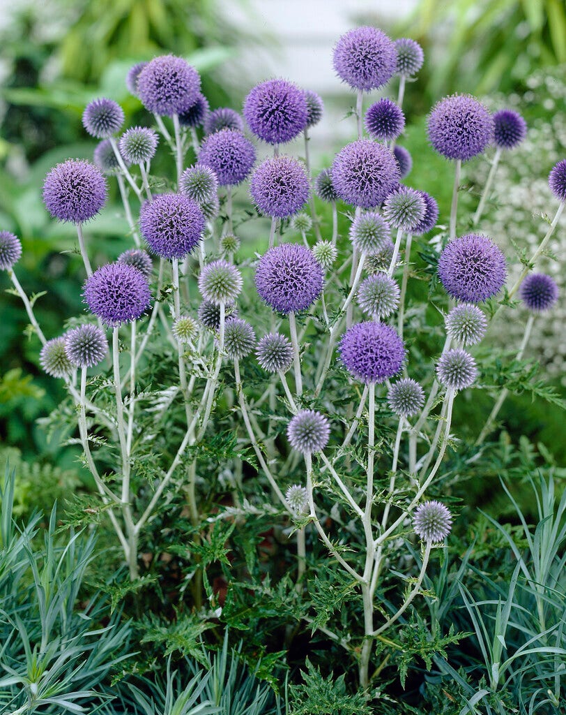 Kogeldistel (Echinops ritro 'Platinum Blue')