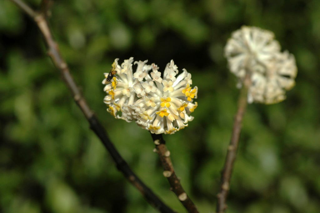 Papierstruik (Edgeworthia chrysantha)