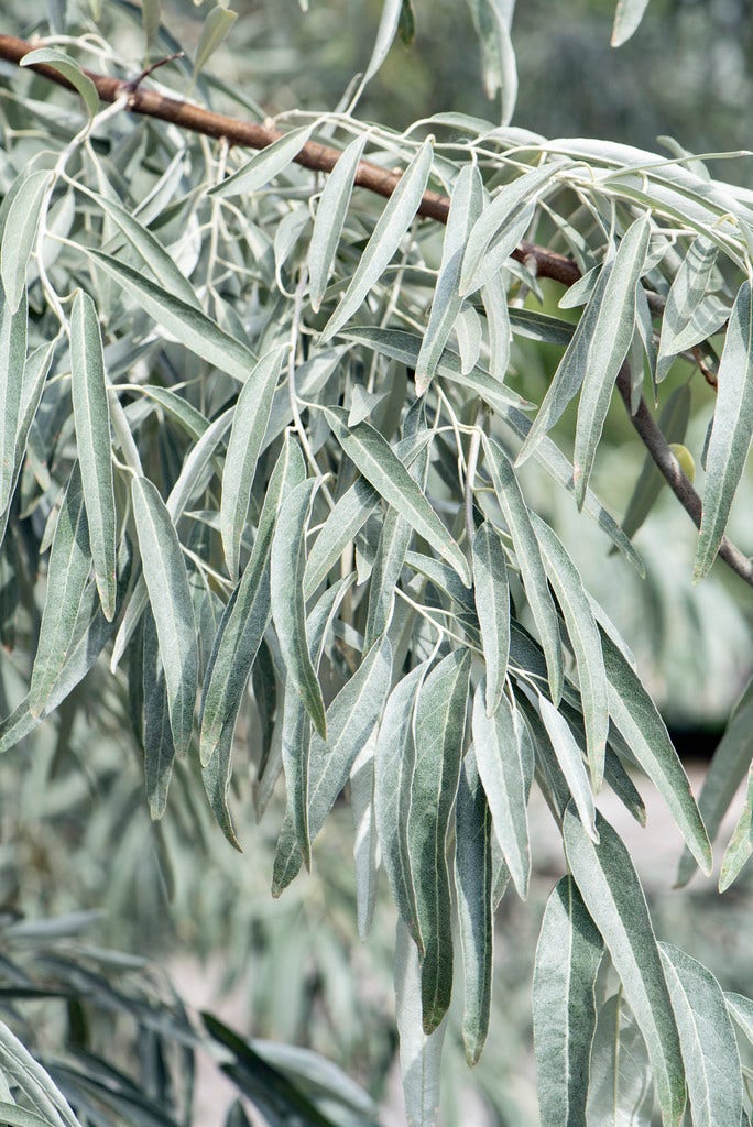 Smalbladige Olijfwilg als struik (Elaeagnus angustifolia)