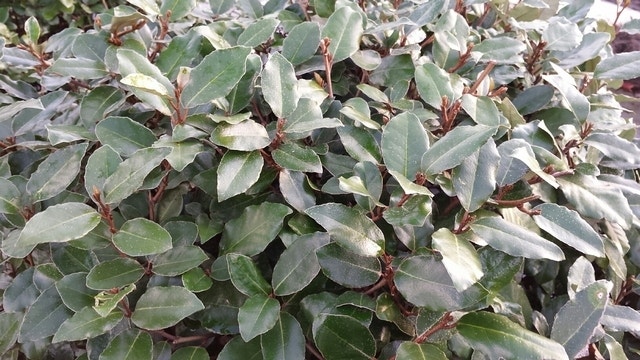 Olijfwilg (Elaeagnus ebbingei)