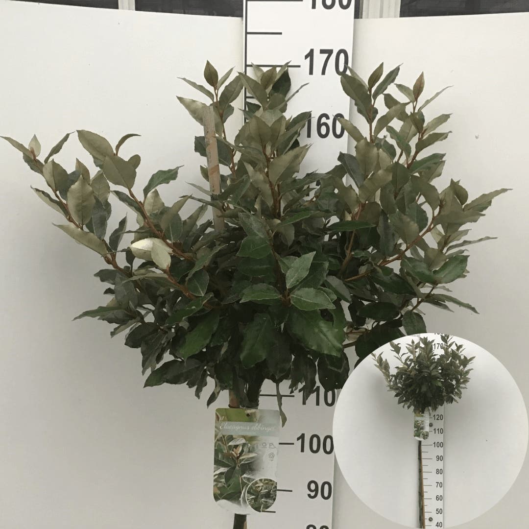 Olijfwilg (Elaeagnus ebbingei 'Compacta') op stam