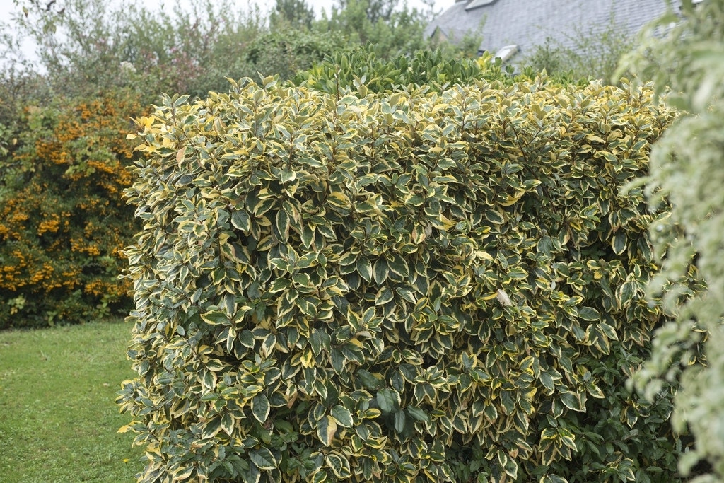 Bontbladige olijfwilg (Elaeagnus ebbingei 'Gilt Edge')