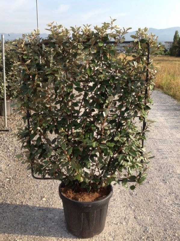 Olijfwilg als leivorm (Elaeagnus ebbingei)