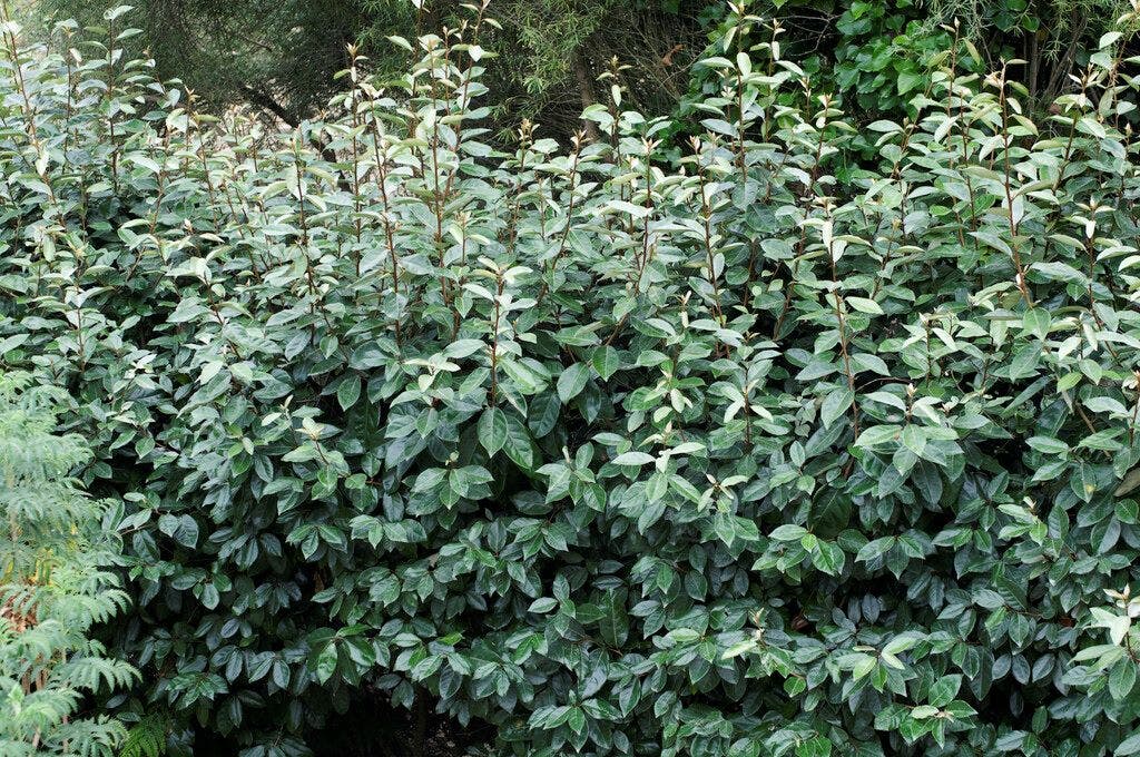 Olijfwilg (Elaeagnus ebbingei 'Compacta')