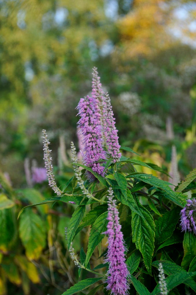 Chinese munt (Elsholtzia stauntonii)