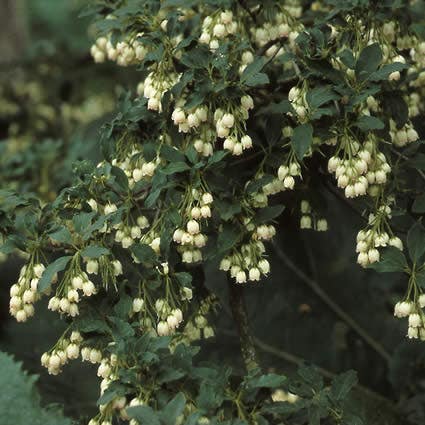 Pronkklokje (Enkianthus campanulatus)