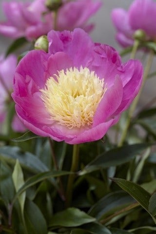 Pioenroos (Paeonia lactiflora Fabulous Flowers® 'Enchanting Pink Elsa')