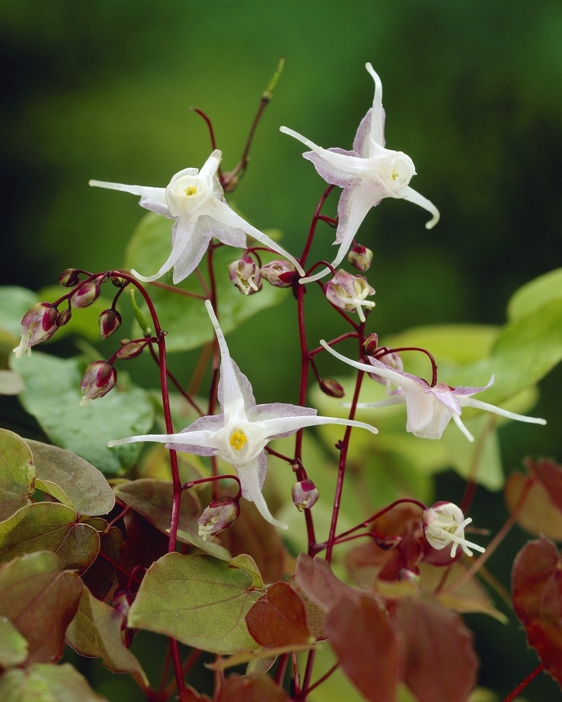 Elfenbloem (Epimedium grandiflorum)