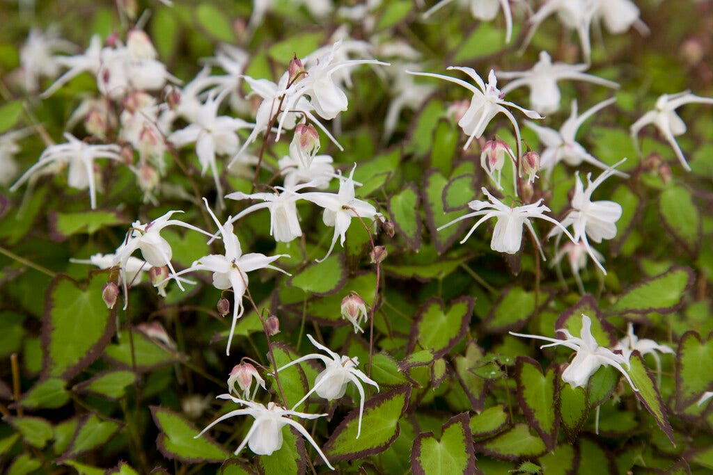 Elfenbloem (Epimedium grandiflorum 'Bandit')