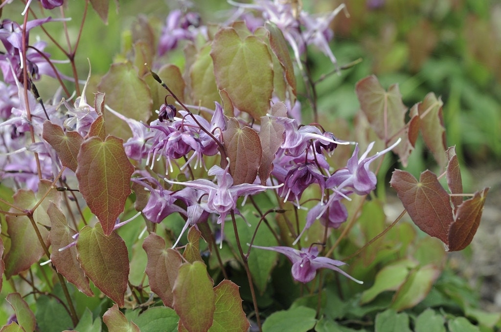 Elfenbloem (Epimedium grandiflorum 'Lilafee')