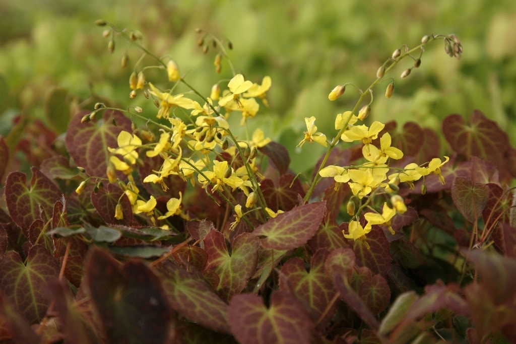 Elfenbloem (Epimedium perralchicum 'Frohnleiten')