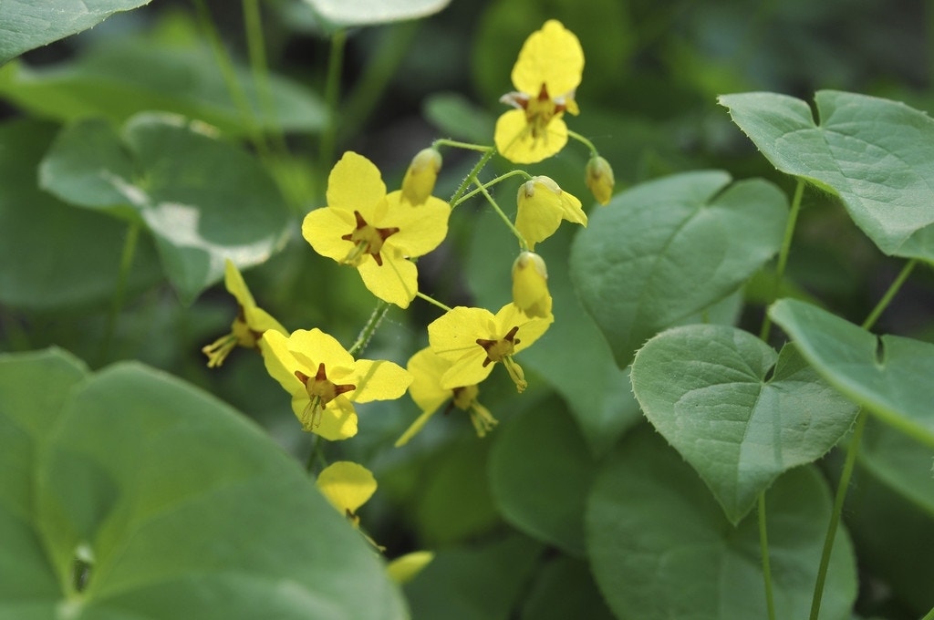 Elfenbloem (Epimedium pinnatum colchium)