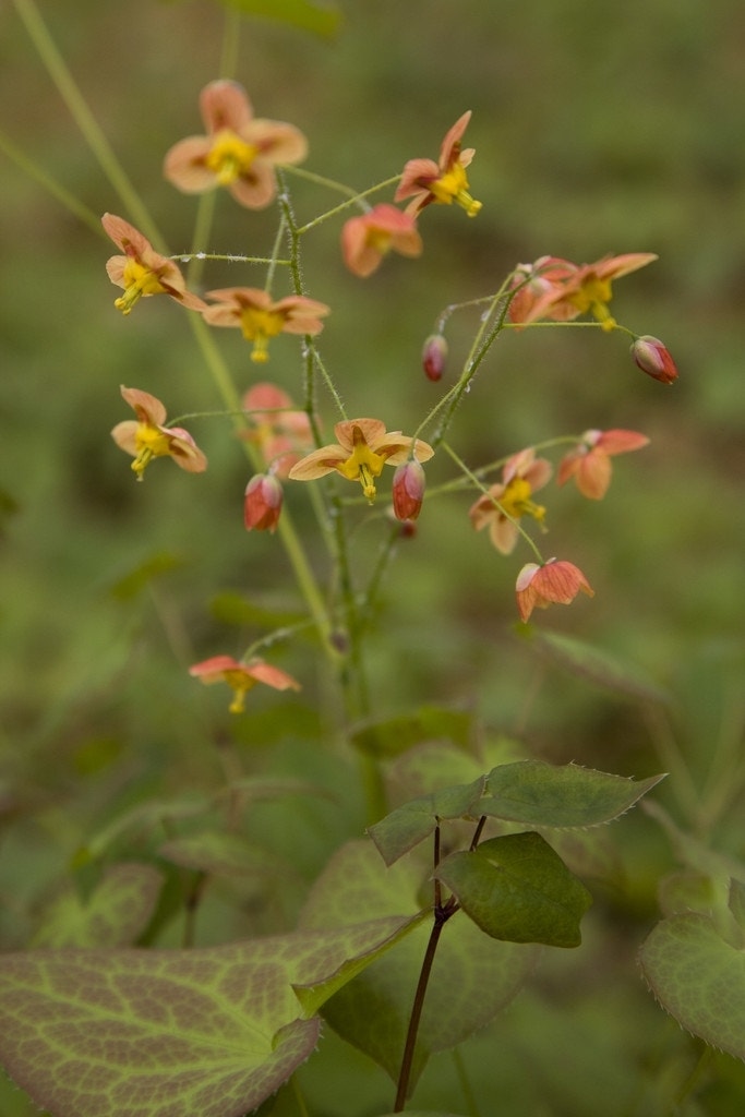 Elfenbloem (Epimedium pubigerum 'Orangekönigin')