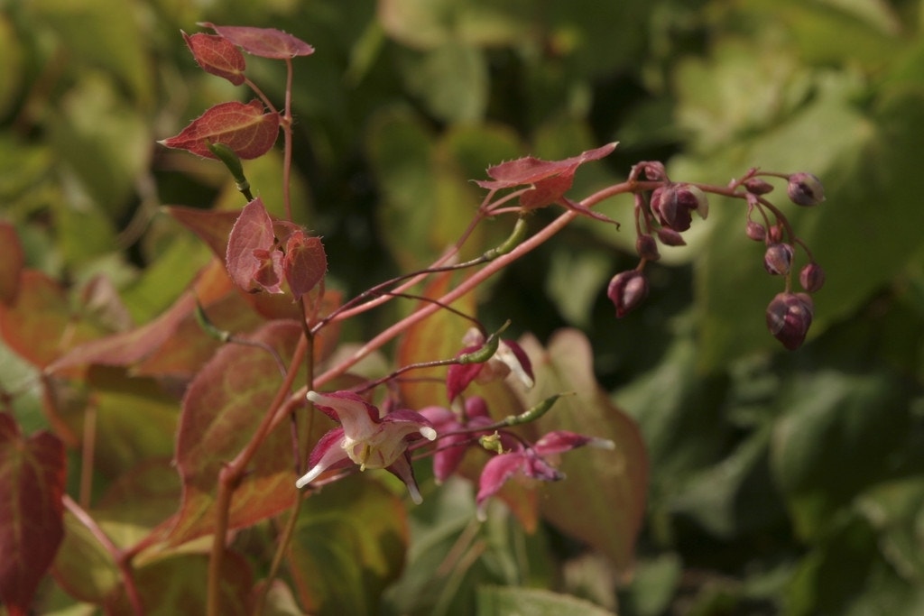 Elfenbloem (Epimedium rubrum)